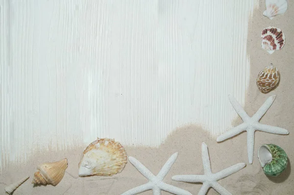 Deniz yıldızı ve kumlu deniz kabukları. Üst görünüm
