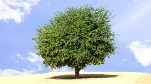 広い畑に広がるタマリンドの木 — ストック写真