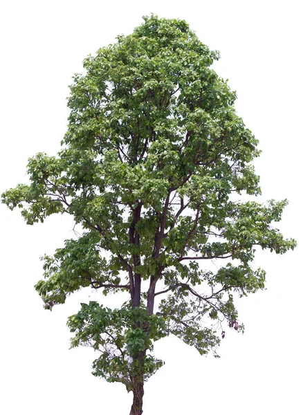 İzole edilmiş arkaplanda büyük ağaç