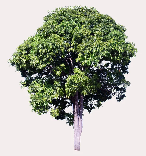 Drzewo Mango Odizolowanym Tle — Zdjęcie stockowe