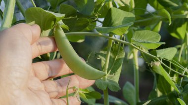 Şekerli bezelye taze yetişmiş organik sebzeleri inceliyor..