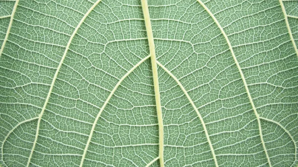 Damarın Detaylarını Ortaya Çıkaracak Güzel Yeşil Bir Yaprak — Stok fotoğraf