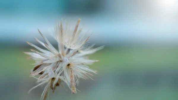 Close Beautiful Creamy Dry Grass — 图库照片