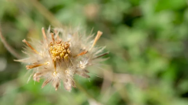 Nasiona Chwastów Tridax Procumbens Słońcu — Zdjęcie stockowe