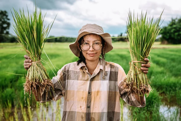 Thai Farmers Planting Rice Rice Paddy Field Farmer Planting Paddy —  Fotos de Stock