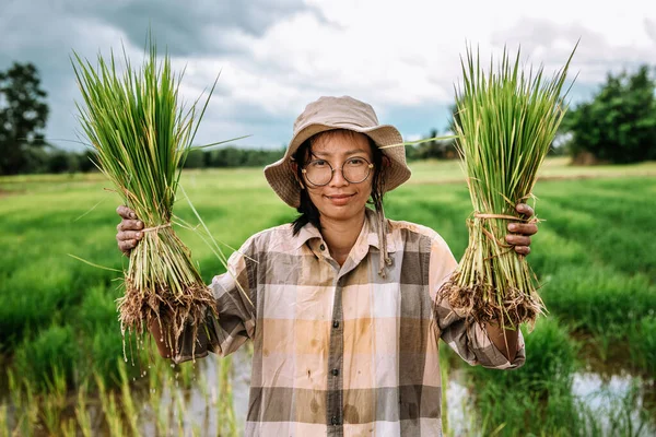 Thai Farmers Planting Rice Rice Paddy Field Farmer Planting Paddy —  Fotos de Stock
