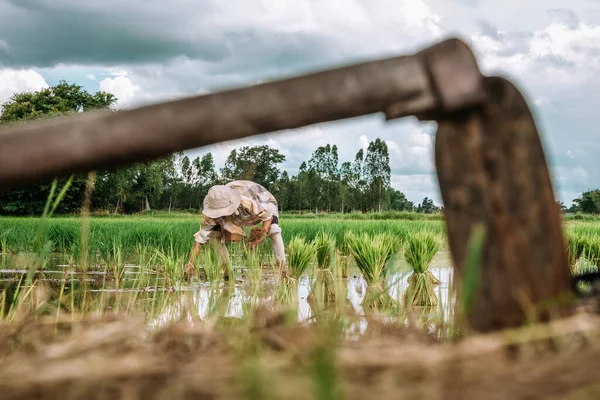 Thai Farmers Planting Rice Rice Paddy Field Farmer Planting Paddy —  Fotos de Stock