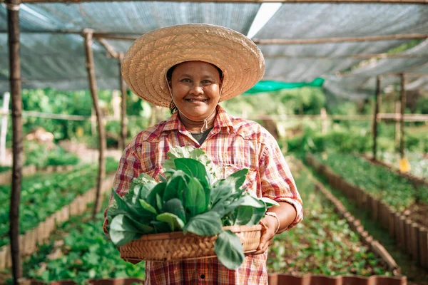 Happy Asian Farmer Looking Camera Vegetable Field —  Fotos de Stock