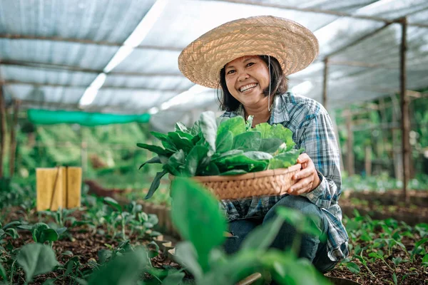 Mutlu Asyalı çiftçi sebze tarlasında kameraya bakıyor..