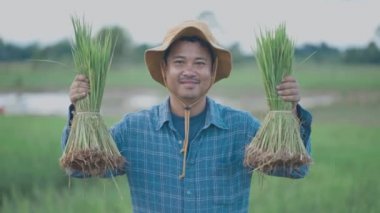 Taylandlı çiftçilerin çeltik tarlasına pirinç ekerken, çeltik ağacı dikerken, çiftçilik mevsiminde ve kır yaşamında yavaş çekim yapıyorlar.