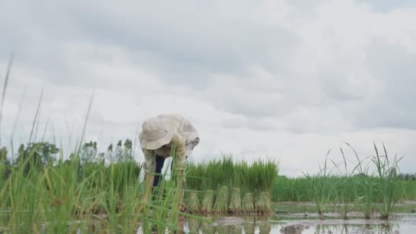 Thai Farmers Planting Rice Rice Paddy Field Farmer Planting Paddy — Stock videók