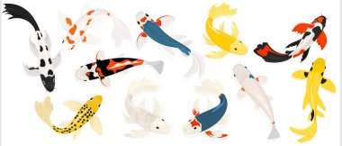  Beyaz arka planda bir çift sazan balığı. Japon sazan balığı. Vektör seti.