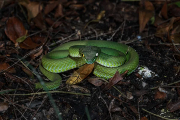 Beautiful large eyed viper ready to hunt at night one-eyed damaged blind in one eye asian reptile