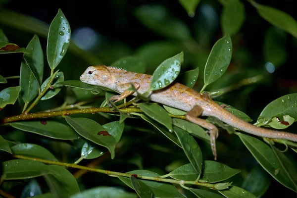 Braunköpfiges Echsenchamäleon Thailand Schaut Die Linse Rotkopflidechse Horizontale Aufnahme — Stockfoto