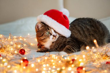 Kırmızı noel şapkalı şirin kedi ve yılbaşı ışıkları. Tatil kavramı.