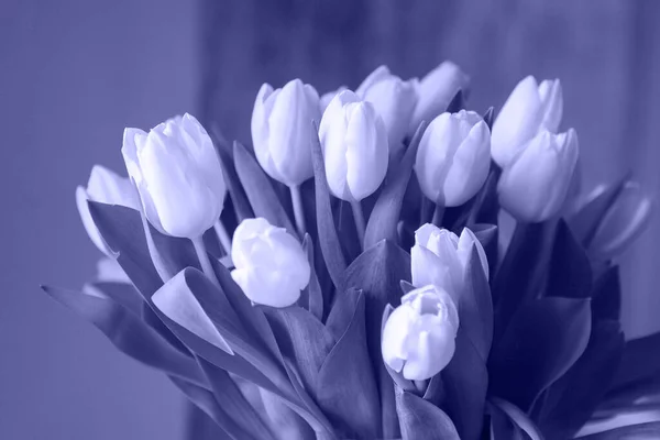 2022 Yılın Rengi Çok Peri. Mor renkli lalelerin arkaplanı. Seçici odak.