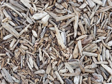 Doğal arkaplan olarak kullanılabilecek kuru dalları kapat.