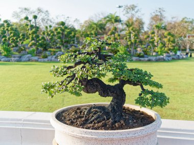 Abanoz bonsai ağacı terrazzo seramik tencerede yeşil tarlalar ve arka planda bükülen ağaçlarla birlikte.. 