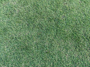 Arkaplan olarak kullanılabilecek yeşil çimenleri veya yeşil alanı kapat.