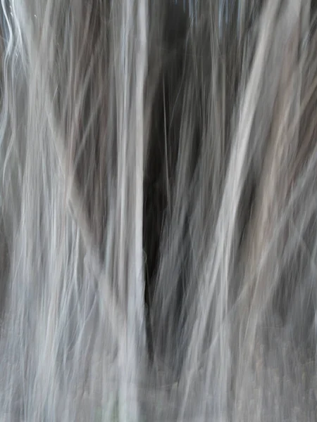 板岩树的水泡根 可用作抽象的背景 — 图库照片