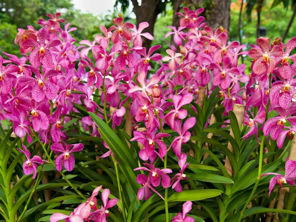 Close Pink Mokara Orchid Green Leaves Botanical Garden — Fotografia de Stock