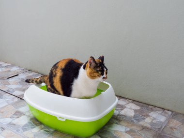 Bir Calico kedisi plastik çöp kutusuna işiyor.