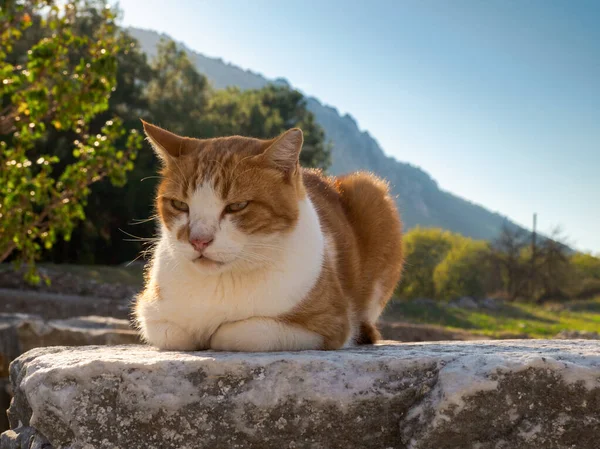 土耳其伊兹密尔省塞尔库克镇以弗所古城的猫蹲在石头上 — 图库照片