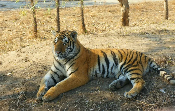 Retrato de un tigre real de Bengala — Foto de Stock