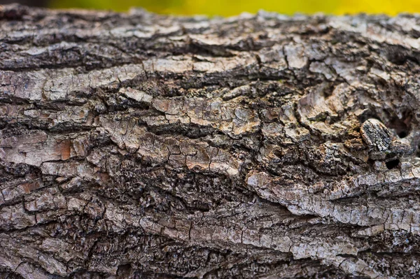 Bark fra trær – stockfoto