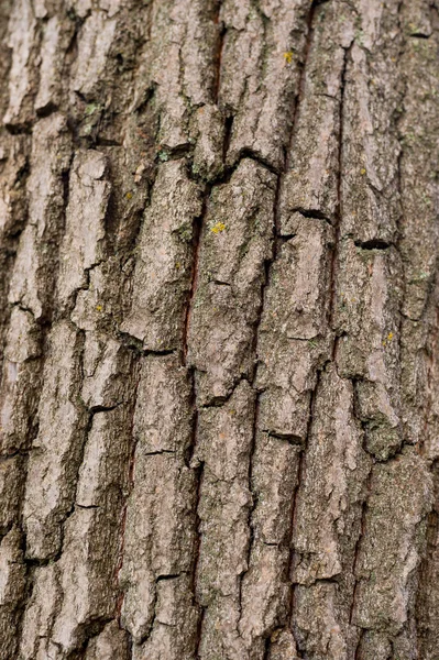 Corteza de árbol —  Fotos de Stock