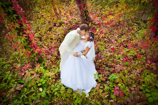 Groom and bride — Stock Photo, Image