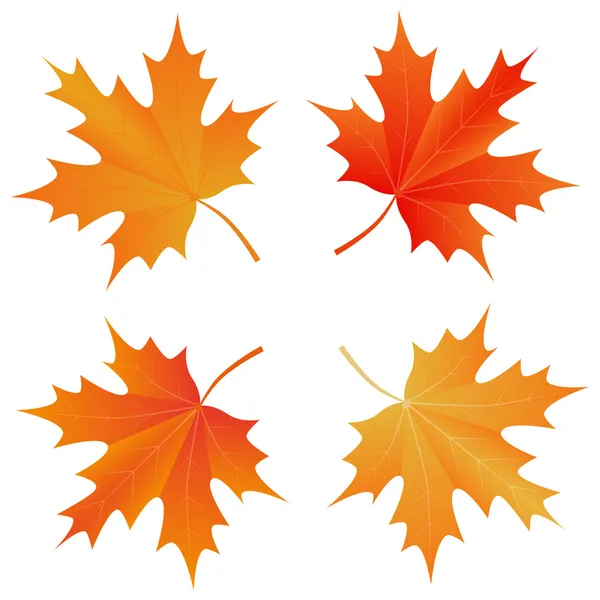 Set of autumn maple leaf — Stock Vector