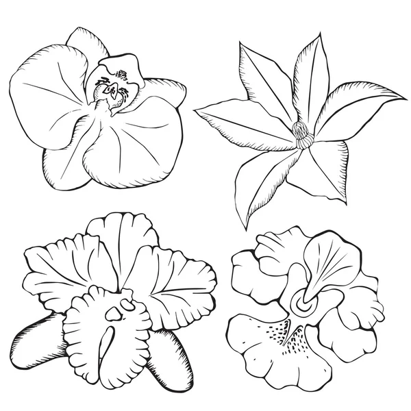 Орхідеї. Контурна квіти . — стоковий вектор