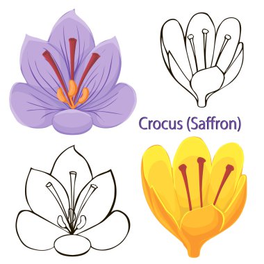 Saffron flowers. contours of flowers on a white background. clipart