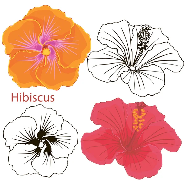 Hibiscus flowers. contours of flowers on a white background. — Stock Vector