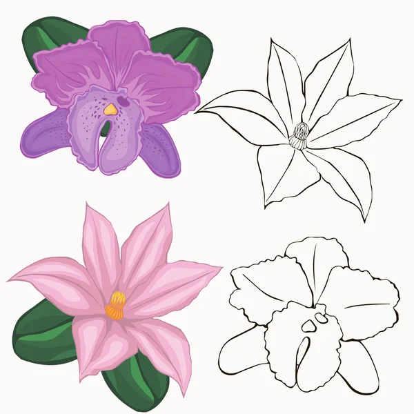 Flores de orquídeas. contornos de flores sobre um fundo branco . — Vetor de Stock
