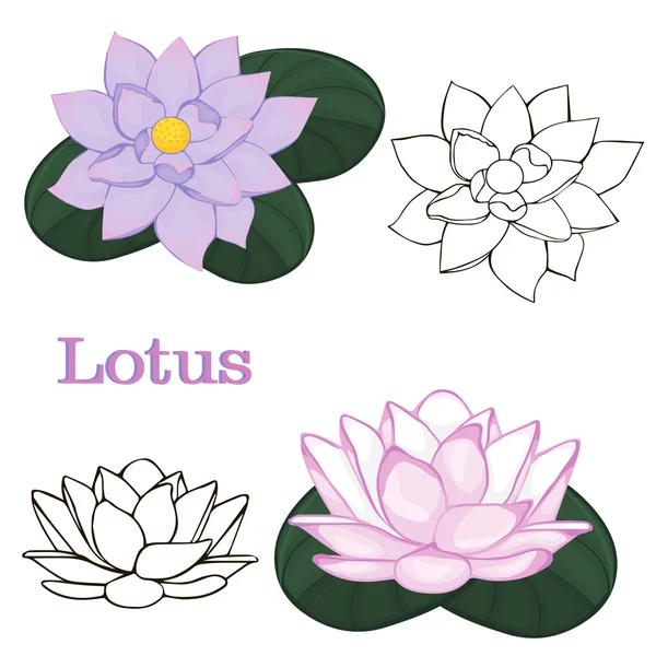 Lotus flowers. contours of flowers on a white background. — Stock Vector