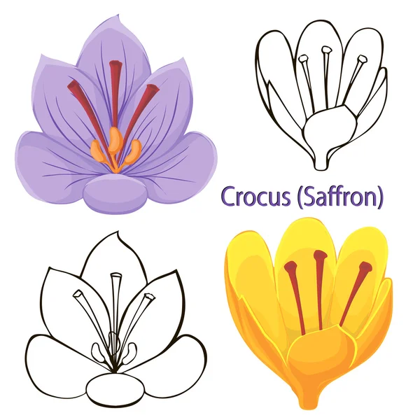 Saffron flowers. contours of flowers on a white background. — Stock Vector