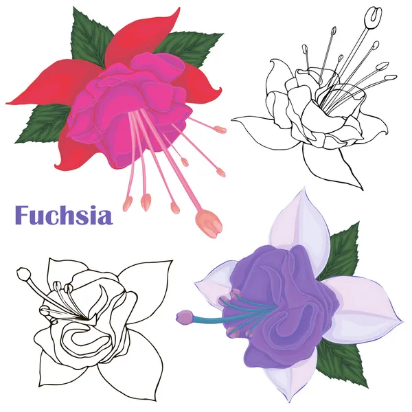 Fuchsia flowers. contours of flowers on a white background. — Stock Vector