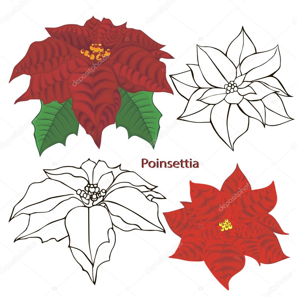 Poinsettia flowers. contours of flowers on a white background.