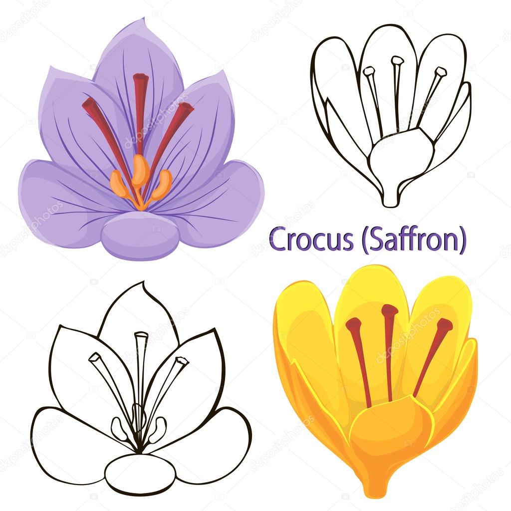 Saffron flowers. contours of flowers on a white background.
