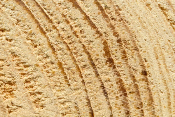 Closeup of rough-hewn pine tree texture — Stock Photo, Image