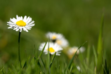 Camomiles ve yeşil çimen