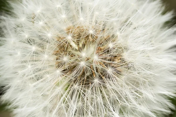 Karahindiba closeup — Stok fotoğraf