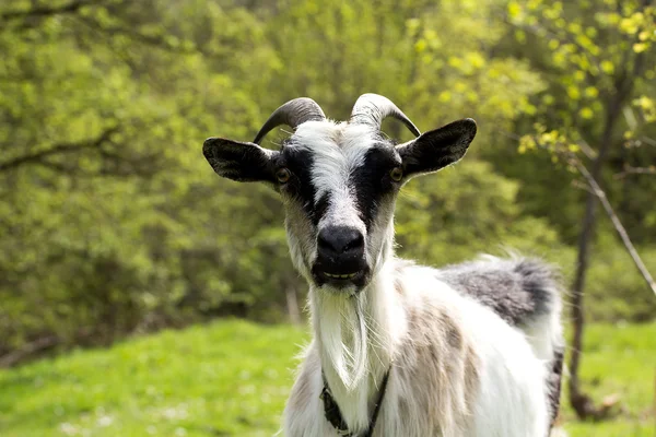 Goat on a green meadow — Stock Photo, Image