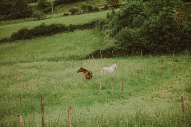 İki at, biri kahverengi ve biri çitli bir çayırda beyaz..