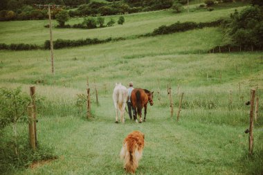 İki atlı bir adam, biri kahverengi diğeri de yeşil çitli bir yolda yürüyor.