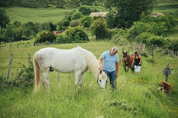 Mujer Hombre Caminando Por Campo Con Caballo Marrón Caballo Blanco — Foto de Stock