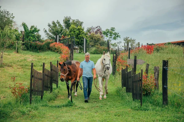 Man Walking Two Horses One Brown One Black Green Fenced — Stock Photo, Image