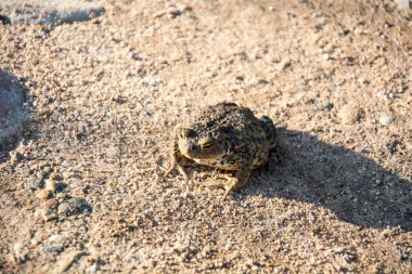 Büyük gri kurbağa